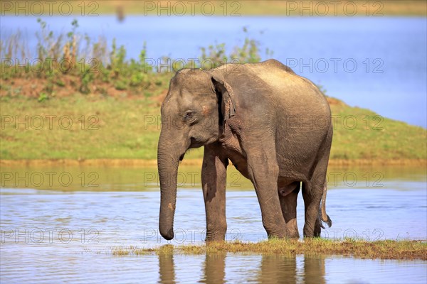 Sri Lankan Elehpant (Elephas maximus maximus)