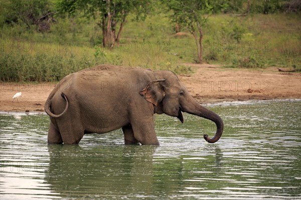 Sri Lankan Elehpant (Elephas maximus maximus)