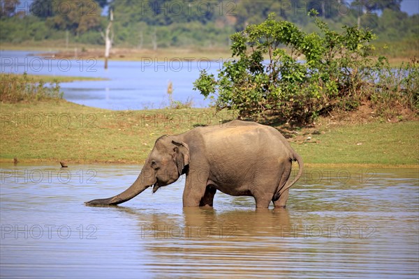 Sri Lankan Elehpant (Elephas maximus maximus)