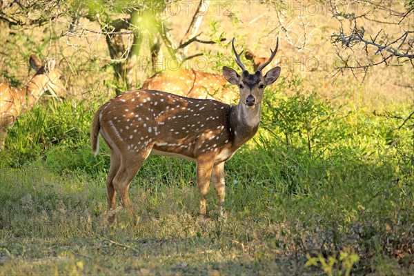 Sri Lankan axis deer (Axis axis ceylonensis)