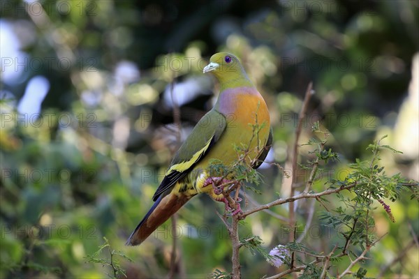 Orange-breasted green pigeon (Treron bicincta leggei)