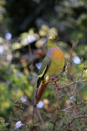 Orange-breasted green pigeon (Treron bicincta leggei)