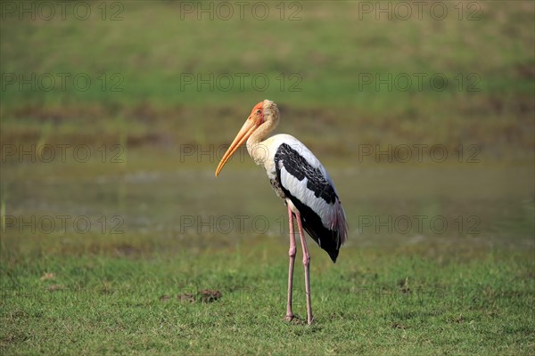 Painted stork (Mycteria leucocephala)