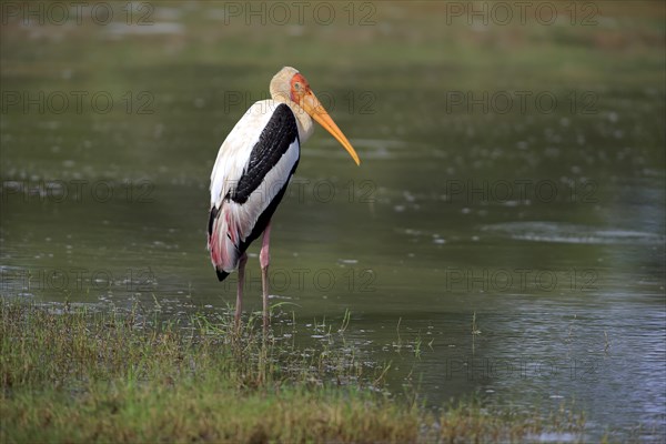 Painted stork (Mycteria leucocephala)