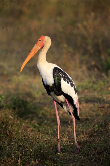 Painted stork (Mycteria leucocephala)