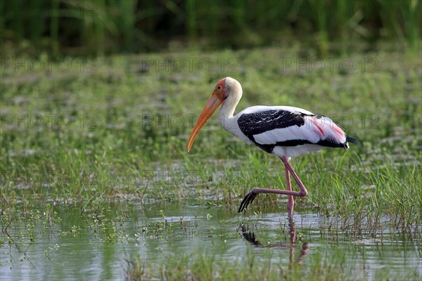 Painted stork (Mycteria leucocephala)