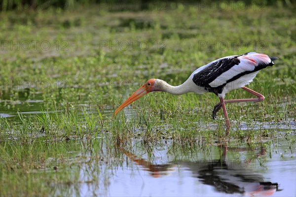 Painted stork (Mycteria leucocephala)