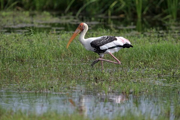 Painted stork (Mycteria leucocephala)