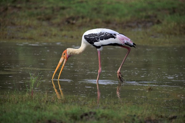 Painted stork (Mycteria leucocephala)