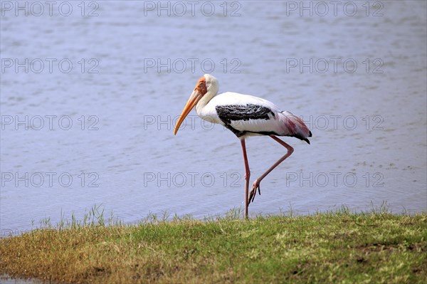 Painted stork (Mycteria leucocephala)