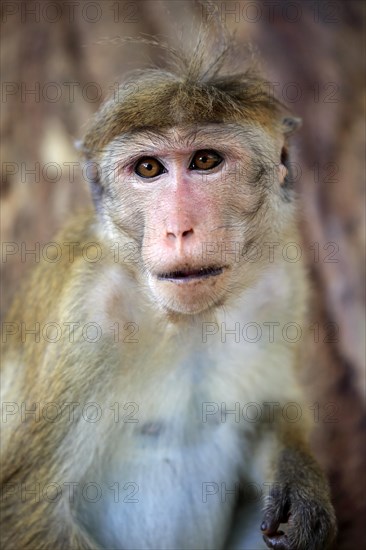 Toque macaque (Macaca sinica) adult