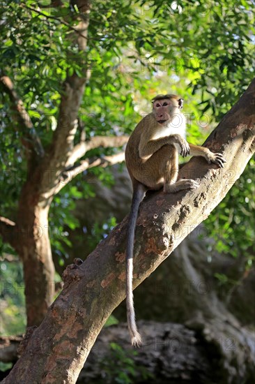 Toque macaque (Macaca sinica)