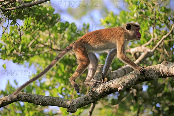 Toque macaque (Macaca sinica)