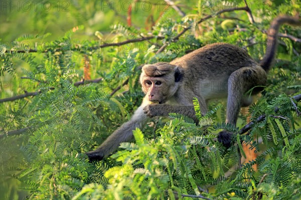 Toque macaque (Macaca sinica)