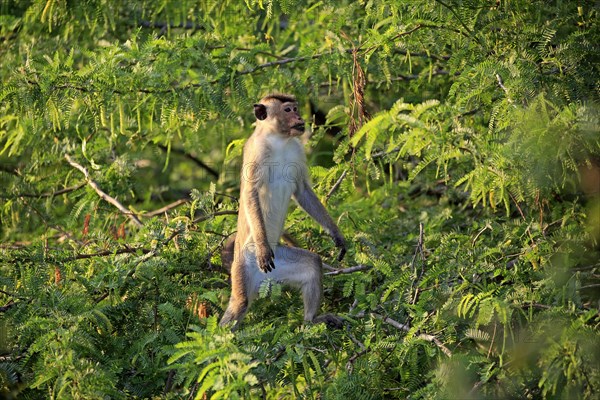 Toque macaque (Macaca sinica)