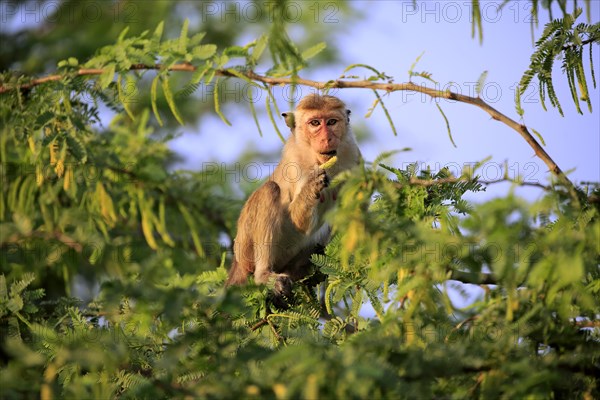 Toque macaque (Macaca sinica)