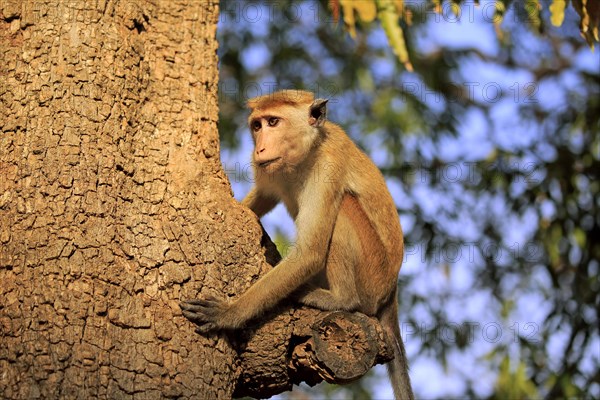 Toque macaque (Macaca sinica)