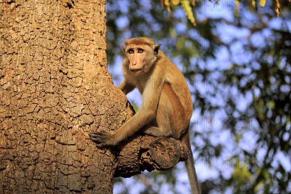 Toque macaque (Macaca sinica)