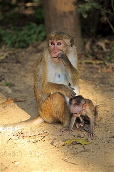 Toque macaque (Macaca sinica)