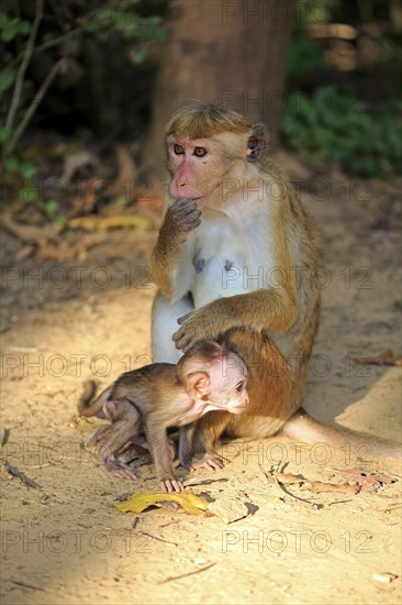 Toque macaque (Macaca sinica)