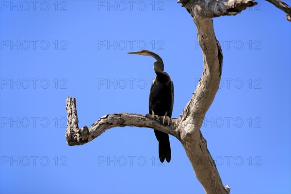 Oriental darter (Anhinga melanogaster)