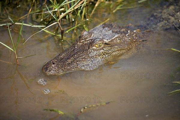 Saltwater crocodile (Crocodylus porosus)