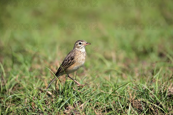 Orient skylark (Alauda gulgula)