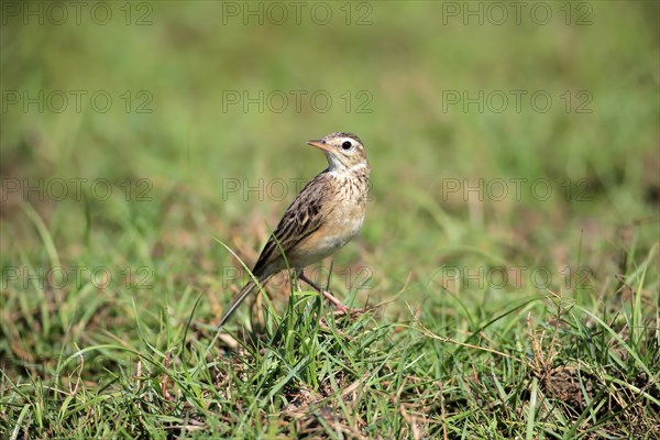 Orient skylark (Alauda gulgula)