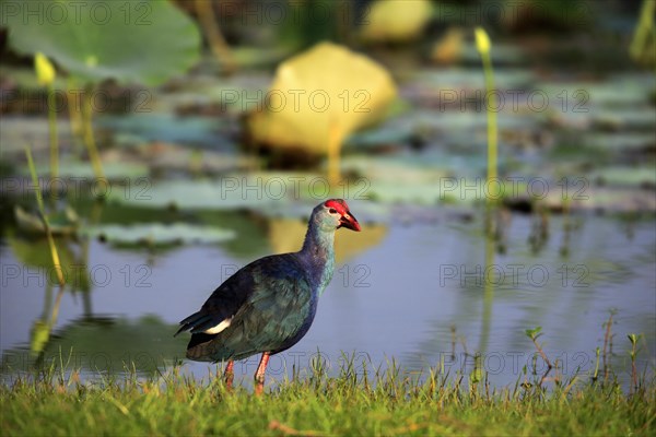 Western swamphen (Porphyrio porphyrio)