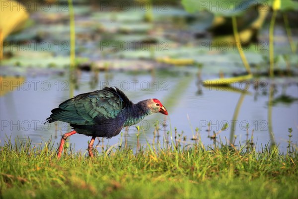 Western swamphen (Porphyrio porphyrio)