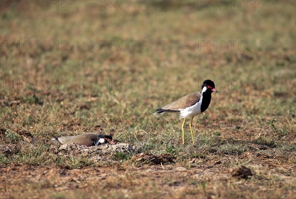 Red-wattled lapwing (Vanellus indicus)