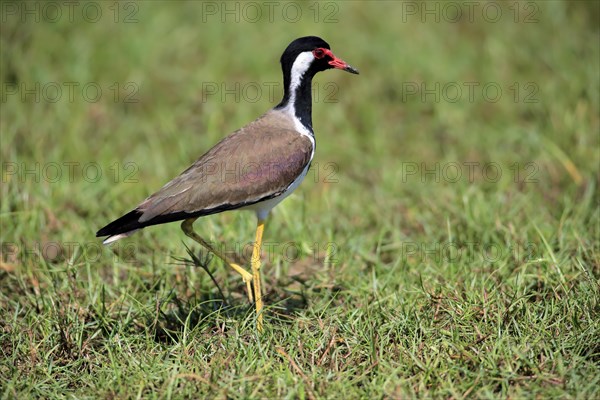 Red-wattled lapwing (Vanellus indicus)