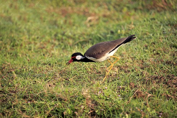 Red-wattled lapwing (Vanellus indicus)