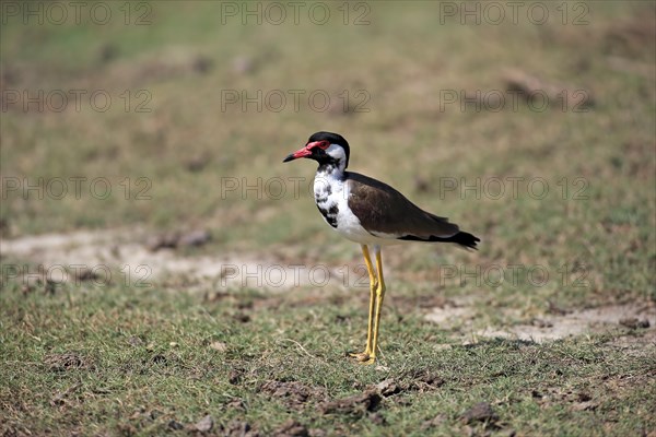 Red-wattled lapwing (Vanellus indicus)