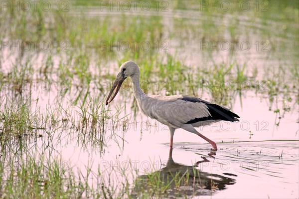 Asian openbill (Anastomus oscitans)