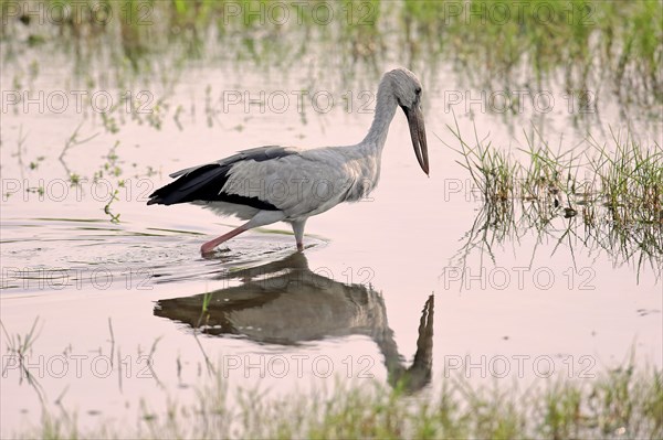 Asian openbill (Anastomus oscitans)