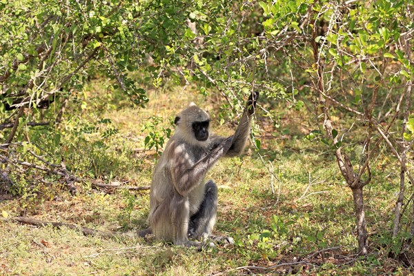 Tufted gray langur (Semnopithecus priam)