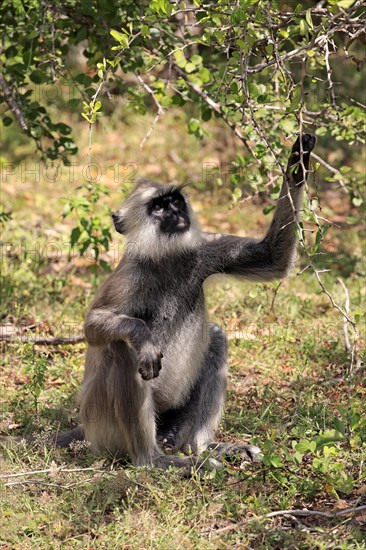 Tufted gray langur (Semnopithecus priam)