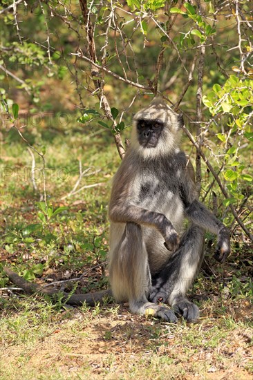 Tufted gray langur (Semnopithecus priam)