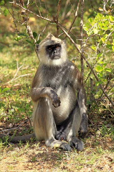 Tufted gray langur (Semnopithecus priam)