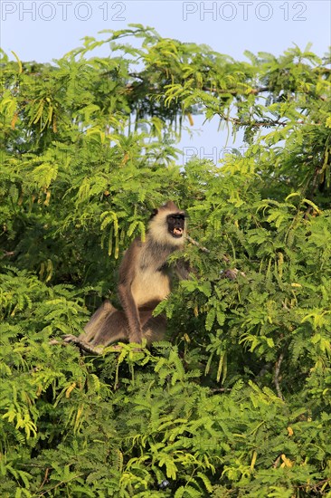 Tufted gray langur (Semnopithecus priam)