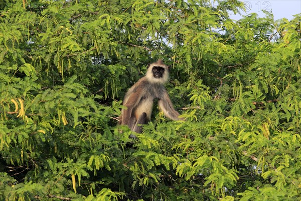 Tufted gray langur (Semnopithecus priam)