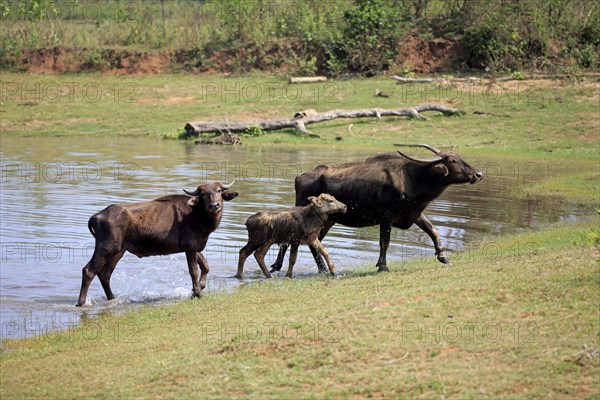 Wild water buffalo (Bubalus arnee)