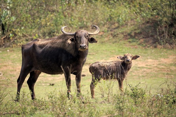 Wild water buffalo (Bubalus arnee)