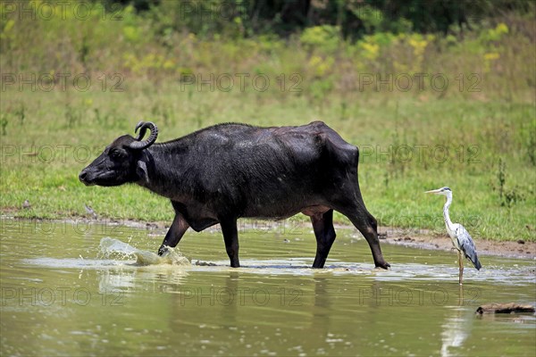 Water buffalo (Bubalis bubalis)