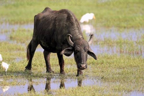 Water buffalo (Bubalis bubalis)