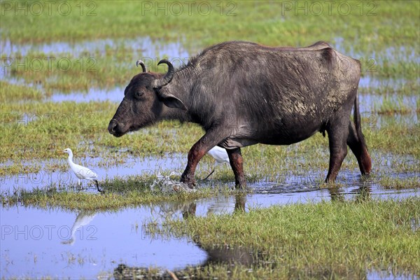 Water buffalo (Bubalis bubalis)