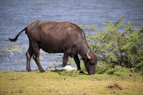Water buffalo (Bubalis bubalis)