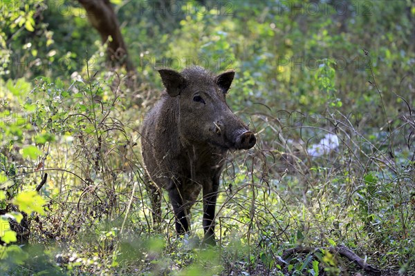 Wild boar (Sus scrofa affinis)