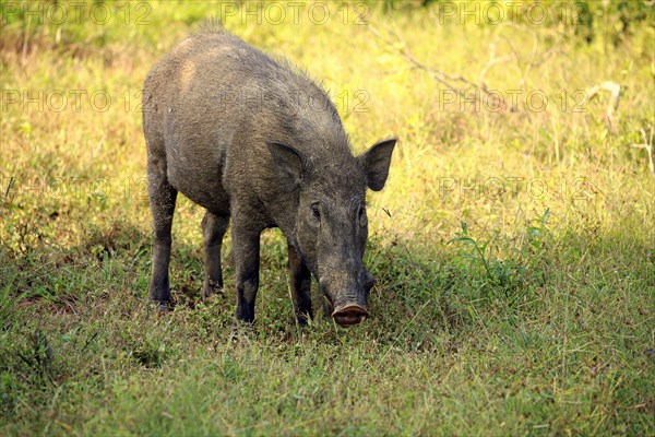 Wild boar (Sus scrofa affinis)